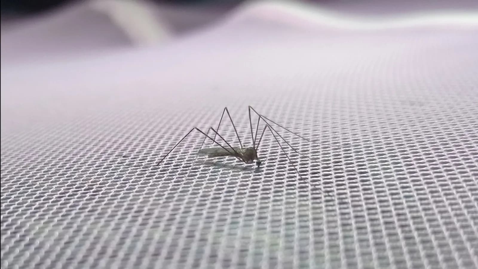 Google plant Freisetzung von 32 Millionen sterilisierten Mücken zur Bekämpfung von Dengue und Zika