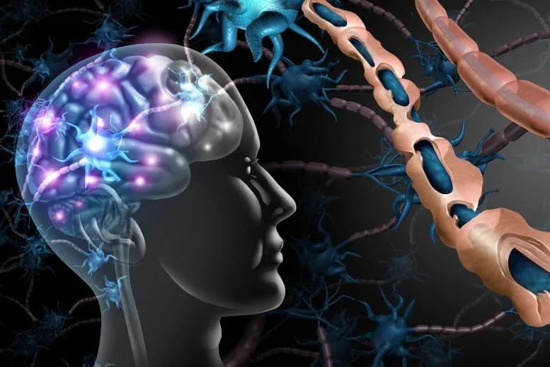 Forscher vergleichen MS-Modelle mit menschlichem Gewebe für bessere Therapien