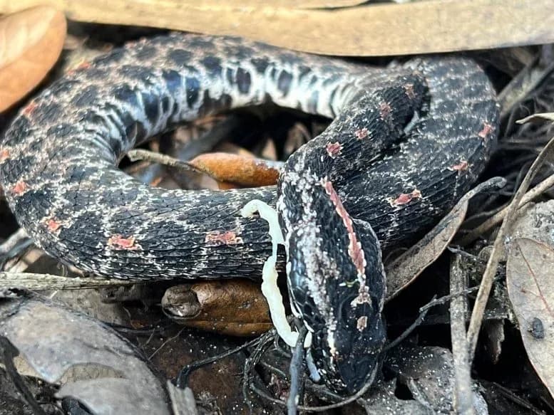Wissenschaftler entdecken versteckte Krankheitskrise bei Wildschlangen
