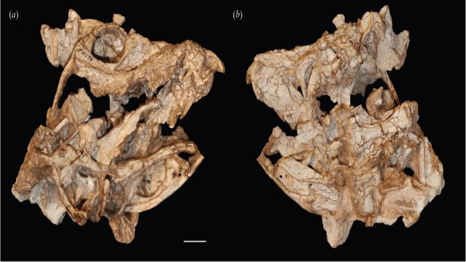 210 Millionen Jahre alte Krokodil-Verwandte entdeckt während des Aufstiegs der Dinosaurier