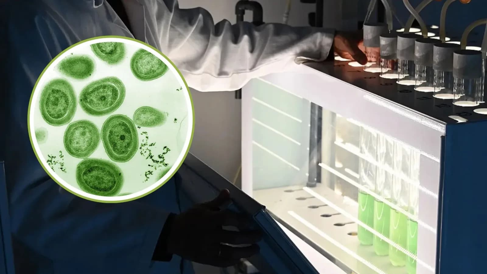 Intelligenter Sauerstoff-Schutz steigert Wasserstoffausbeute bei Blaualgen