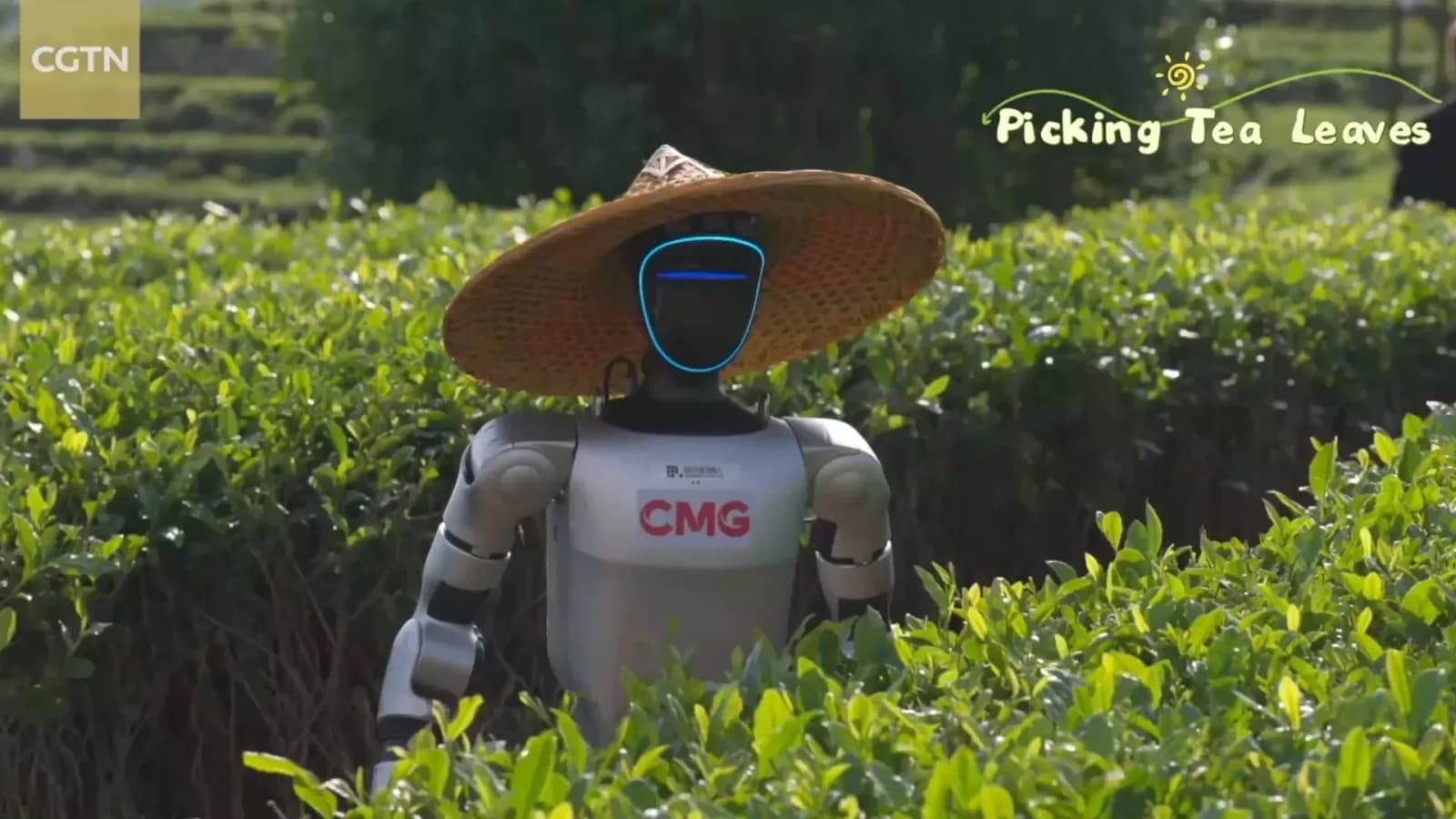 Chinas humanoid Roboter ernten Tee: Feldversuche starten