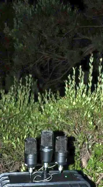 Overenthusiastic GTA 6 fan claims to be monitoring oxygen levels, acoustic noise from the bushes at Rockstar North HQ — promises trailer 3 launch is imminent based on heightened activity