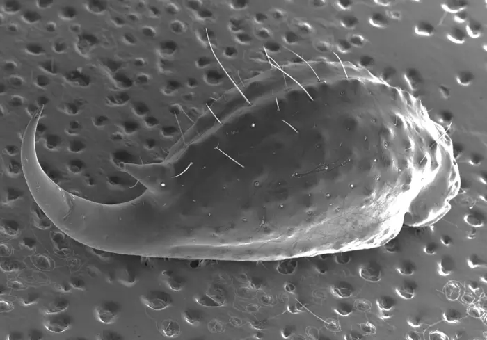 Studie: Skorpione verstärken ihre Stacheln mit Metall