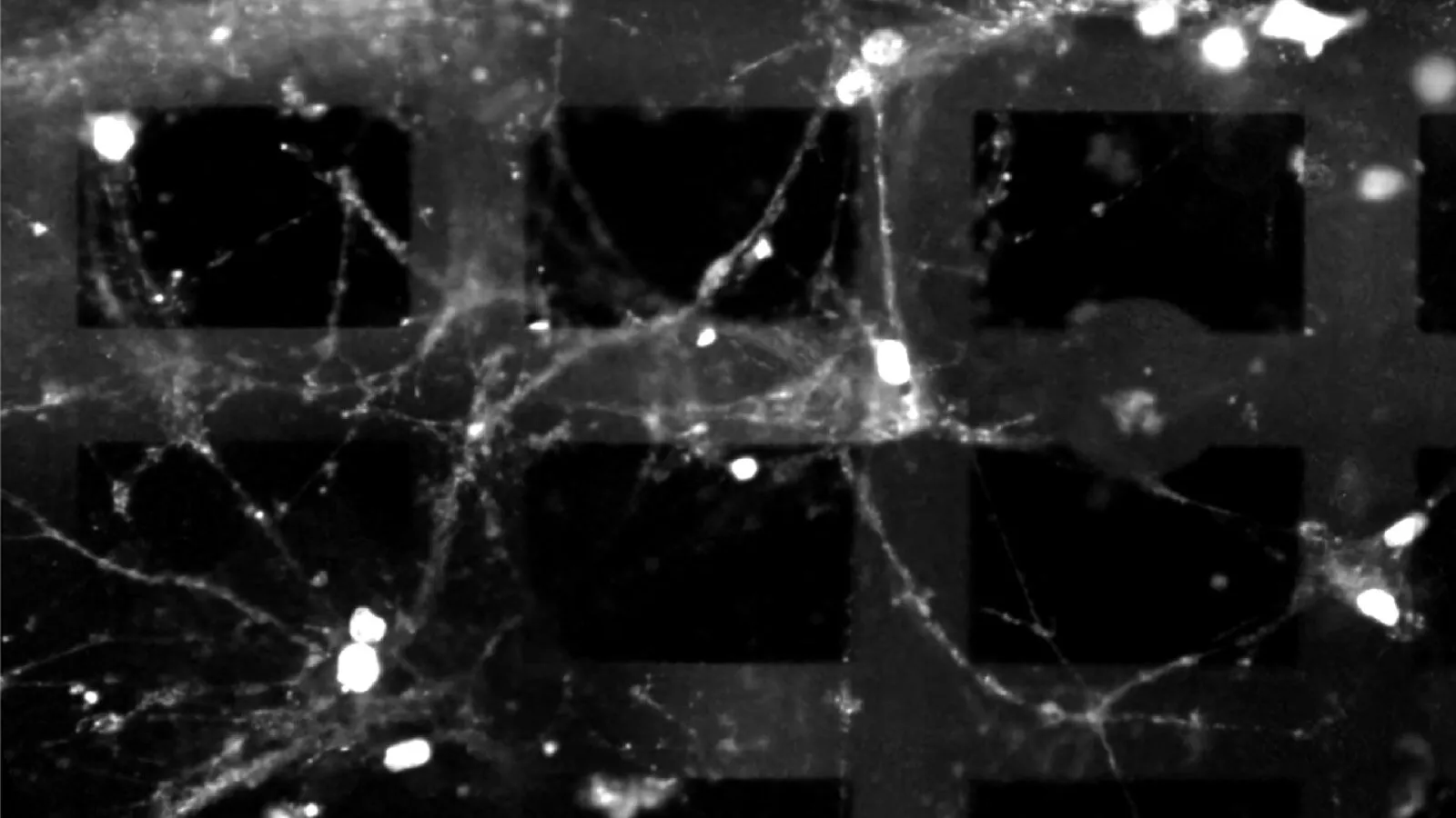 US-Team kombiniert Gehirnzellen und Elektronik in 3D-Gerät für die Datenverarbeitung