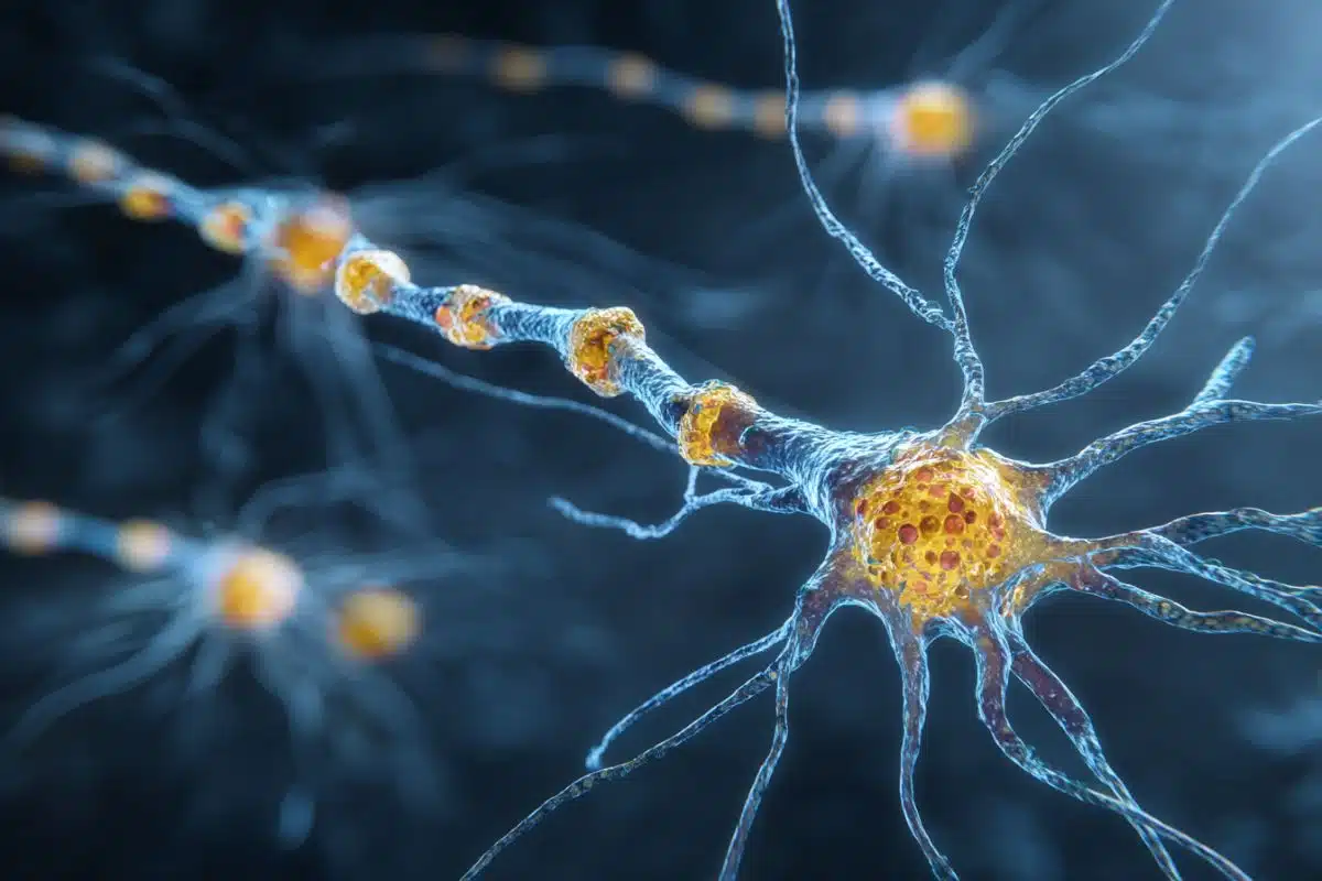 Neuronale AcCoA-Signalwege: Zusammenhang mit Autophagie-Störungen bei Alzheimer