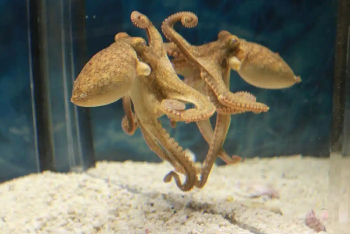 Oktopus nutzt Spiegel, um Futter zu finden