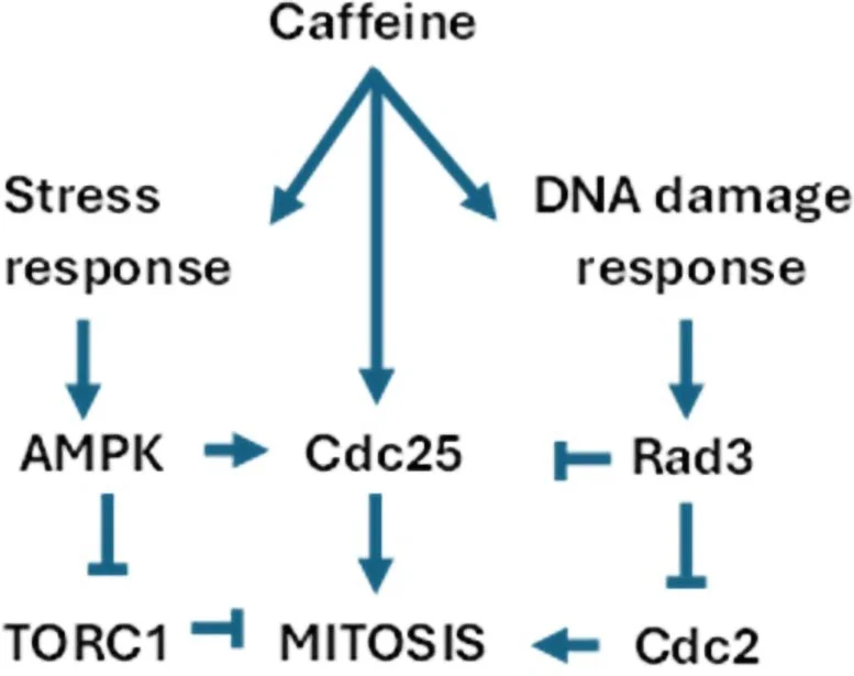 New Research Reveals That Your Morning Coffee Activates an Ancient Longevity Switch