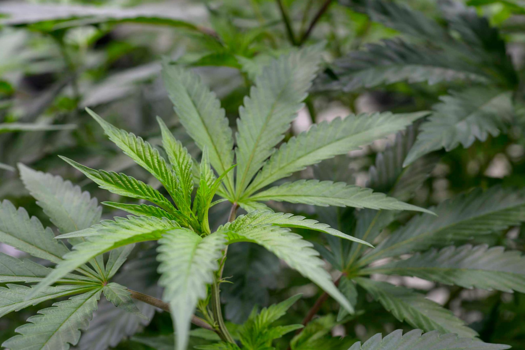 Forscher entdecken THC-freies Cannabiskomponente, das Opioide ersetzen könnte