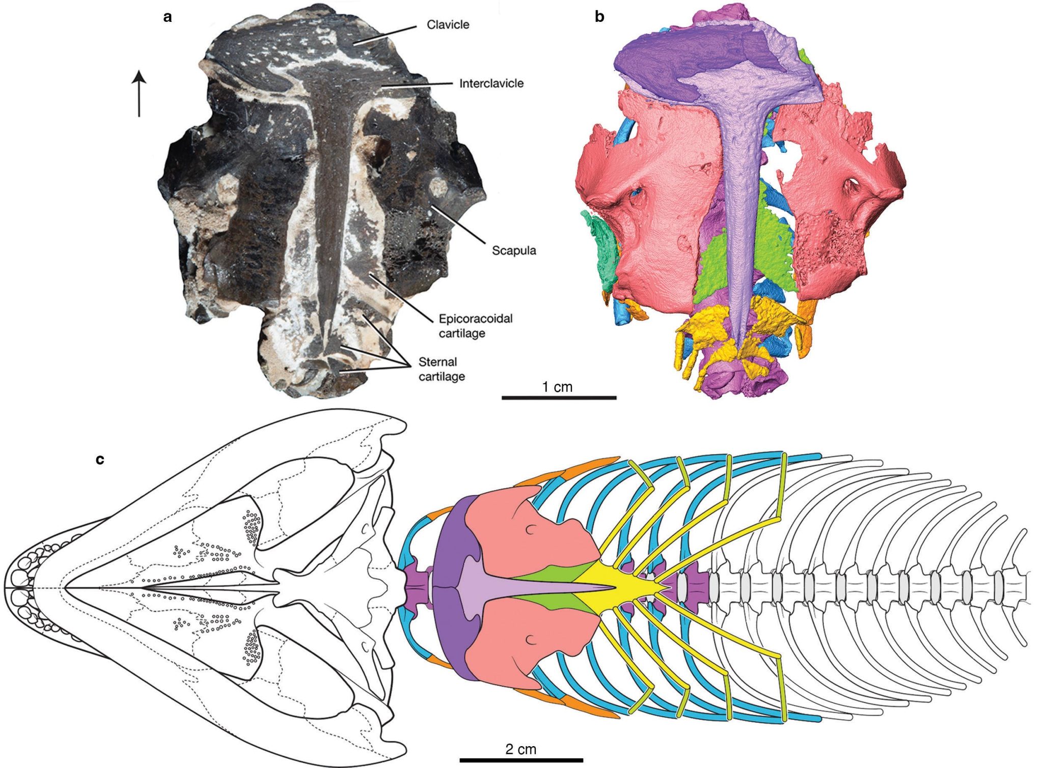 Mummifizierter Reptil aus 289 Millionen Jahren enthüllt Ursprung des menschlichen Atmungssystems