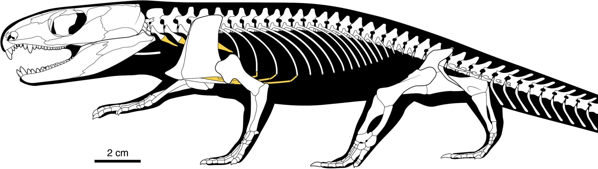 Mummifizierter Reptil aus 289 Millionen Jahren enthüllt Ursprung des menschlichen Atmungssystems