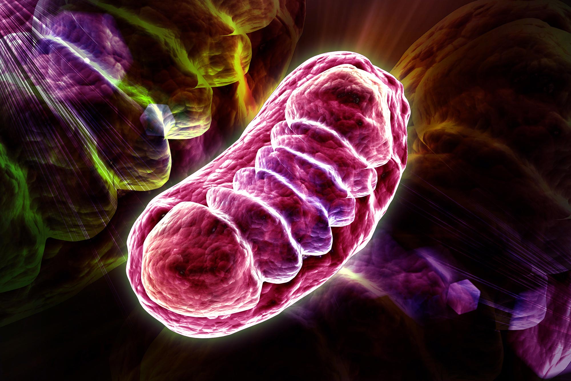 Wissenschaftler entdecken den geheimen Mechanismus, der Ihre Zellen am Leben erhält