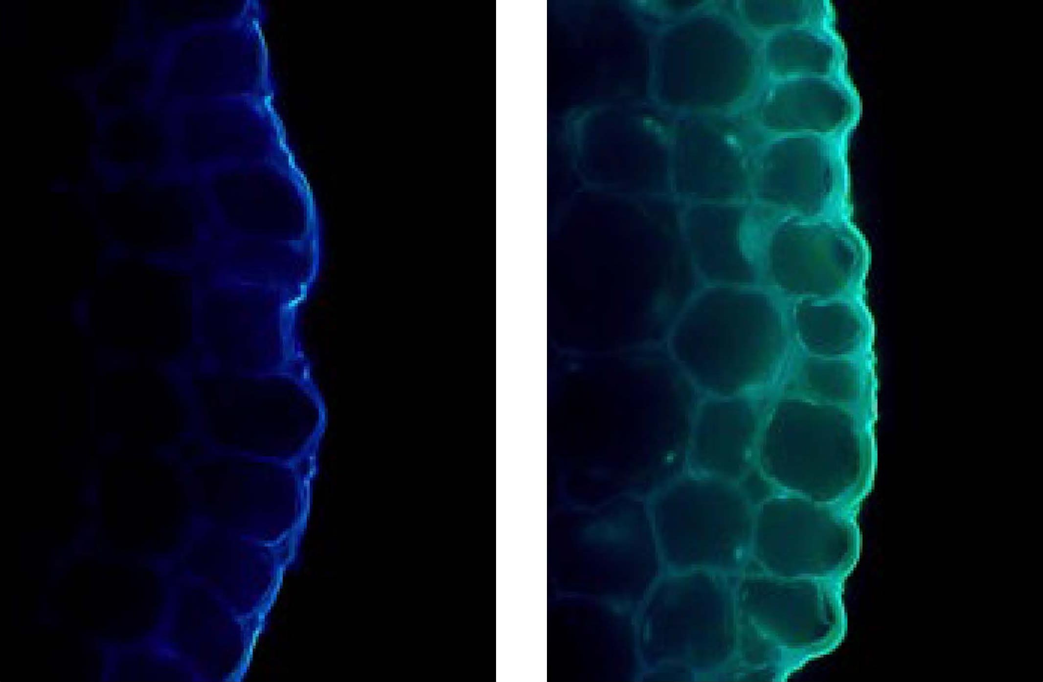 Wissenschaftler entdecken: Licht kann das Pflanzenwachstum verlangsamen