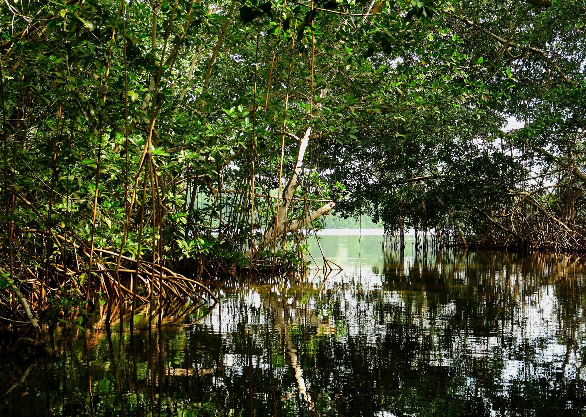 Steigende Meeresspiegel verwandeln Mangroven von Klimahelden in Kohlenstoffquellen
