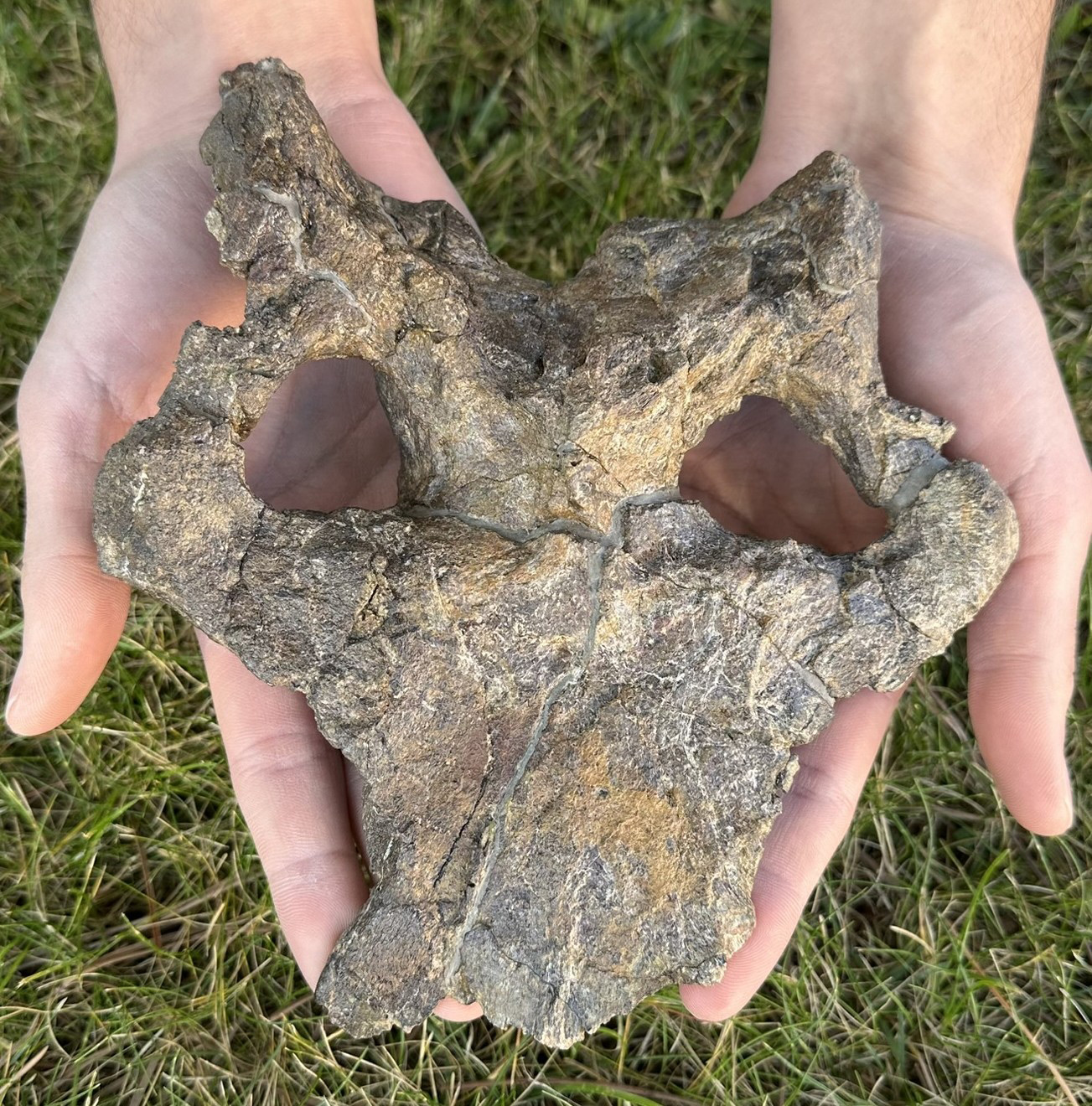 Entdeckung eines bemerkenswerten 150 Millionen Jahre alten Stegosaurierschädels: Neue Einblicke in die Dinosaurierevolution
