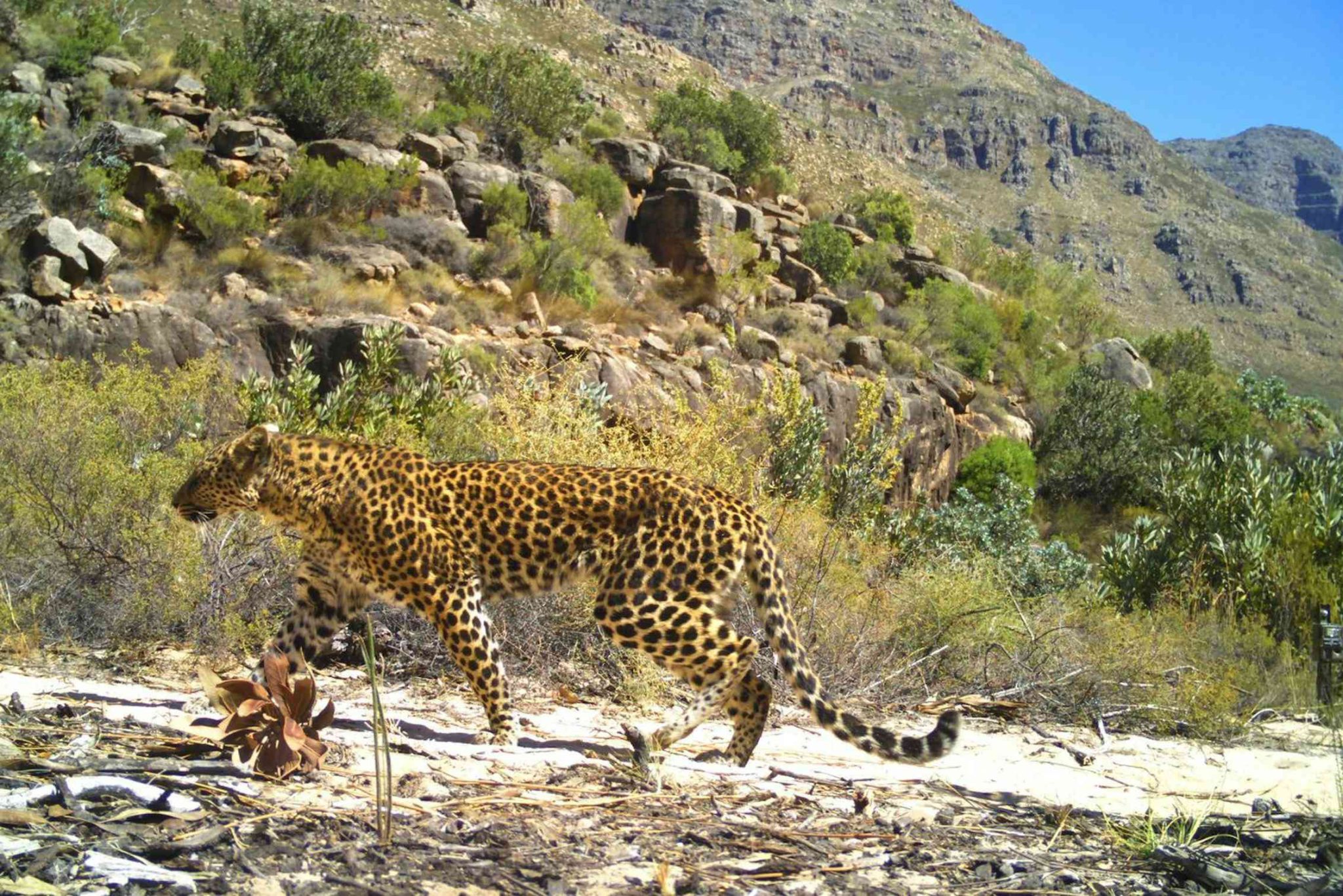 Wissenschaftler lösen endgültig das Rätsel um Südafrikas winzige Leoparden