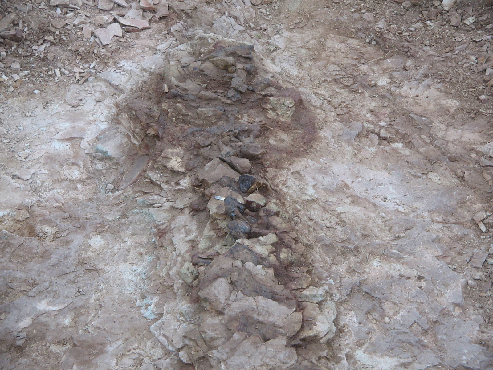 Unerwarteter 65 Fuß großer Dinosaurier in Argentinien entdeckt