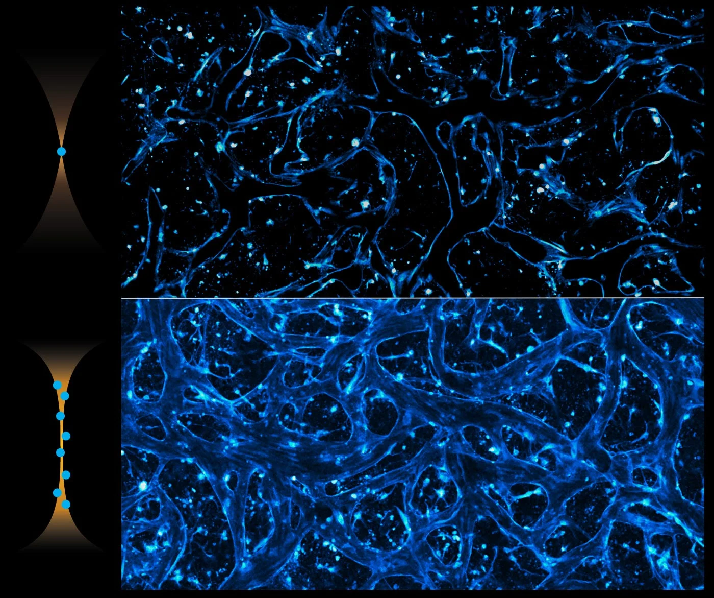 Mit Laser-Durchbrüchen beobachten Wissenschaftler Medikamente in Echtzeit im Gehirn