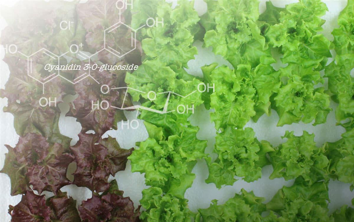 Scientists Turn Red Lettuce Green, Unlocking Hidden Nutrients
