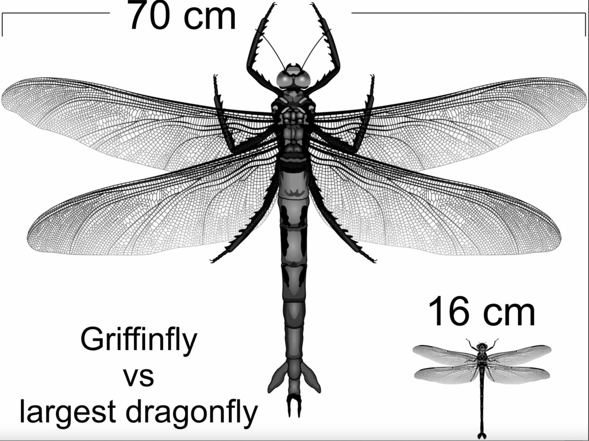 Rätsel der prähistorischen Insekten für Wissenschaftler