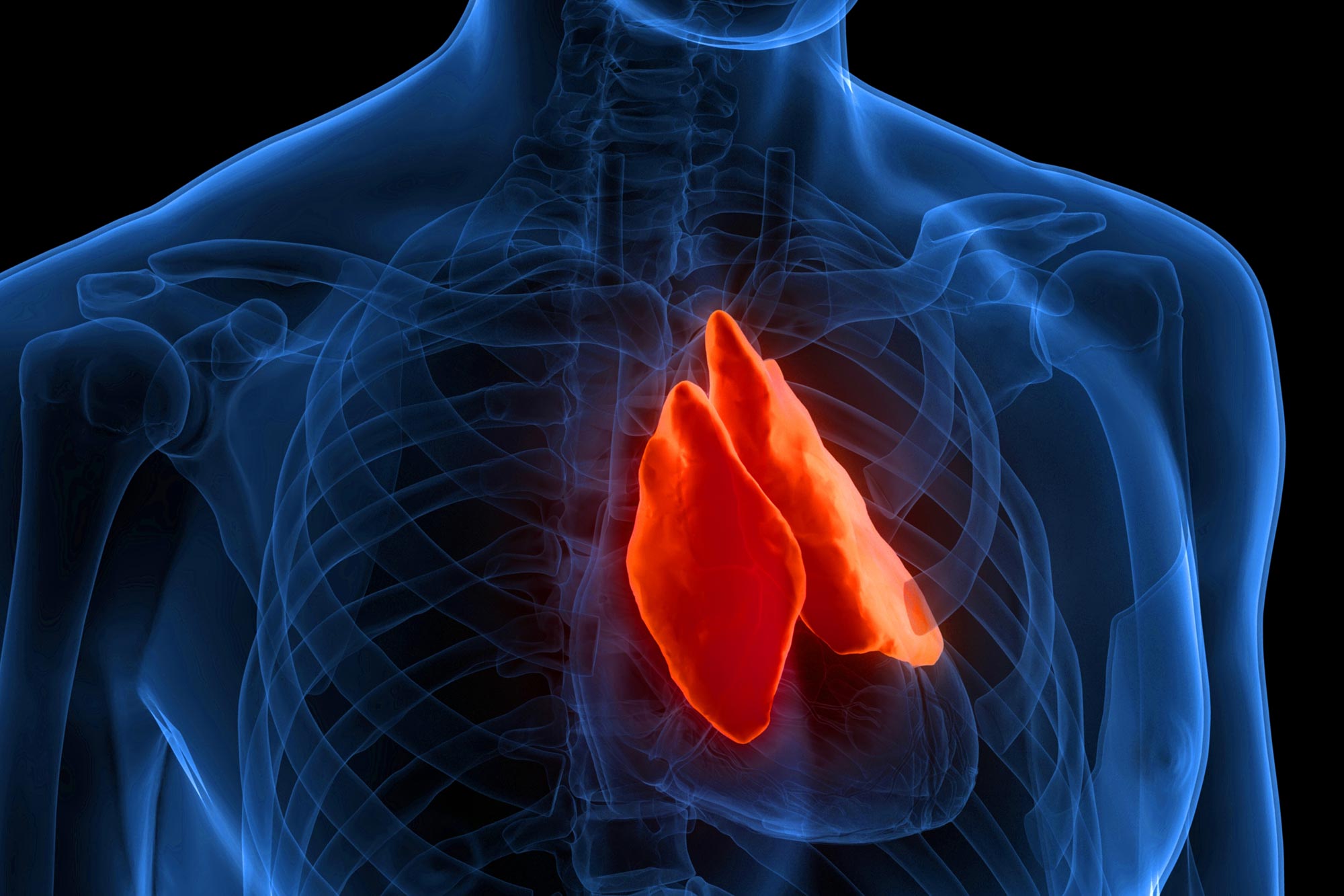 Wissenschaftler: Dieses übersehene Organ könnte der Schlüssel zu einem längeren Leben sein