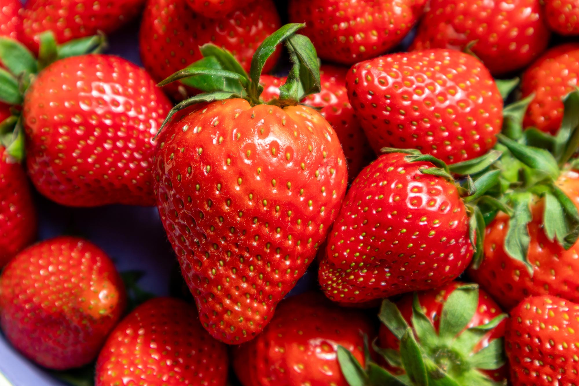Genmanipulation verwandelt Erdbeeren in gesündere, schmackhaftere Superfrüchte