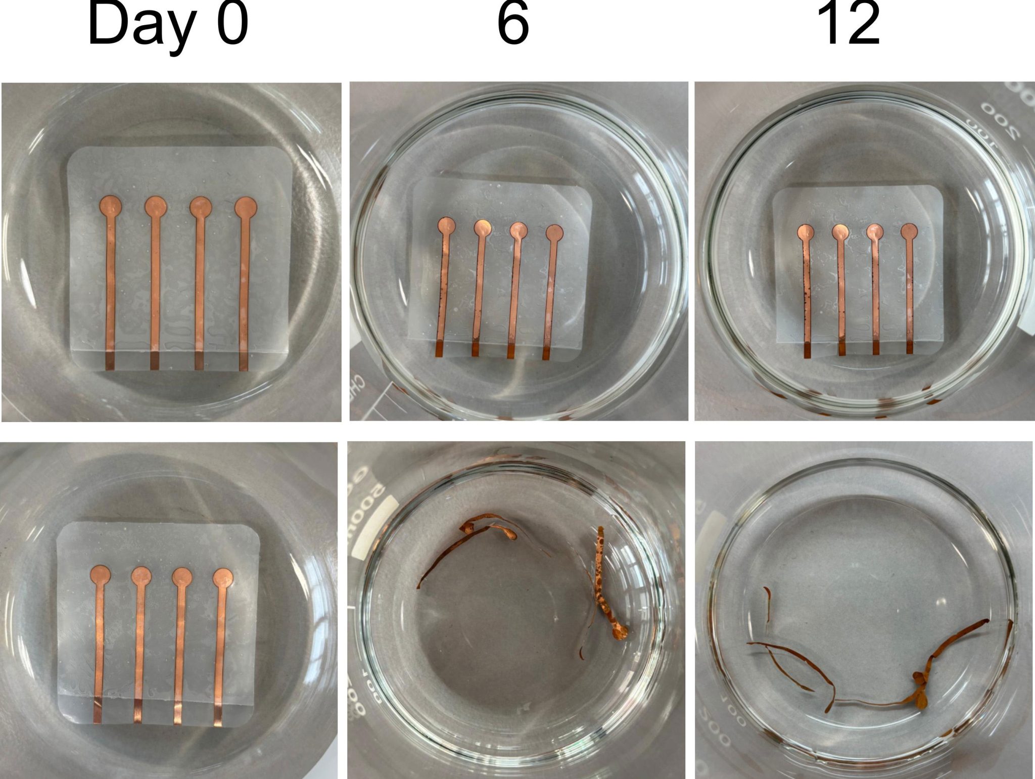 Wissenschaftler entwickeln biologisch abbaubaren Kunststoff, der in nur sechs Tagen vollständig zerfällt