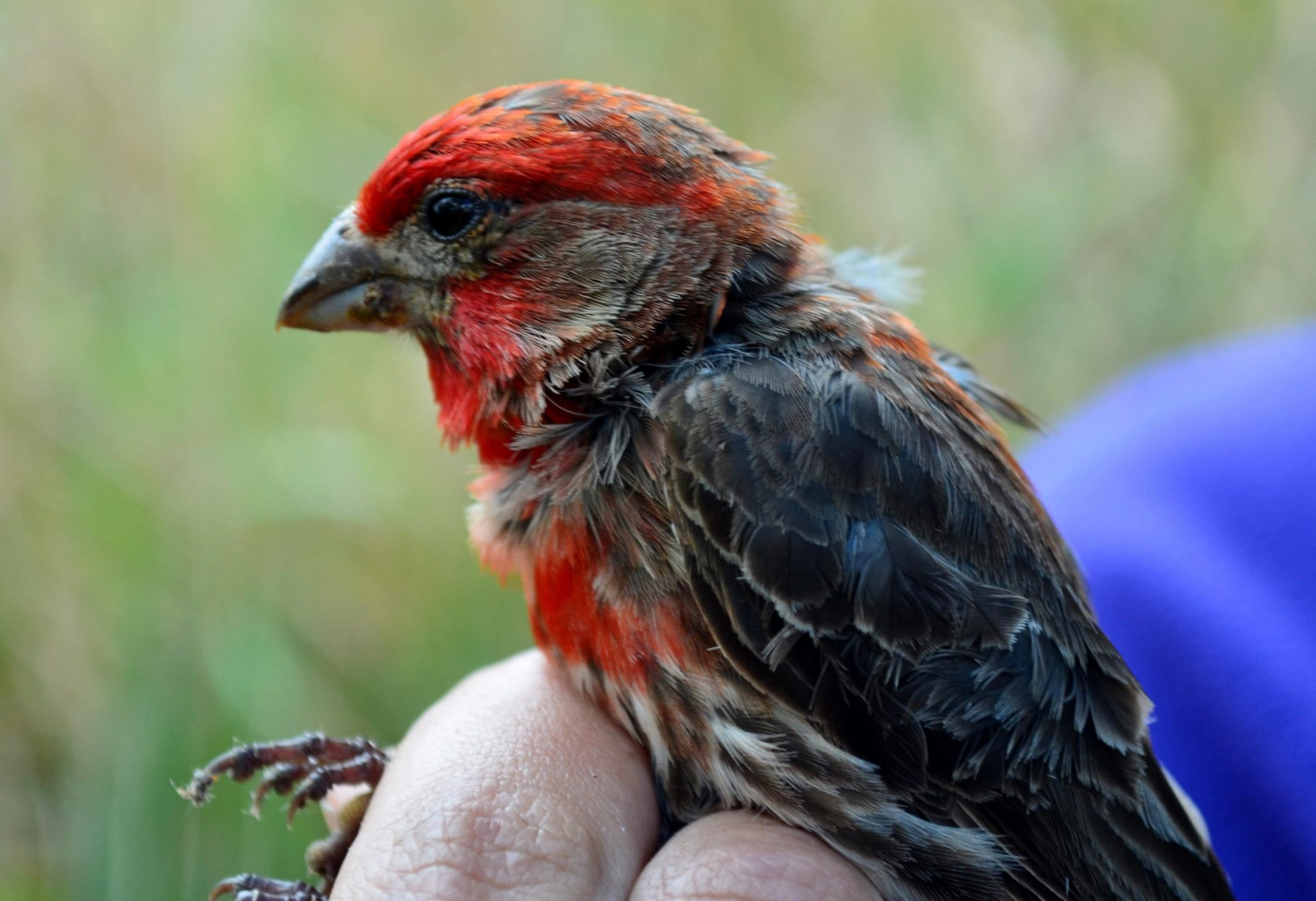 Tödliche Vogelkrankheit breitet sich in den Wäldern Hawaiis aus