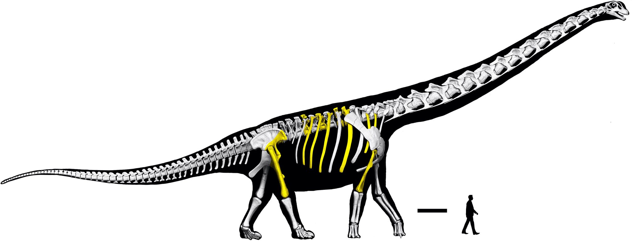 Neuentdeckter Riesen-Dinosaurier „Last Titan" in Thailand: Größer als neun Elefanten