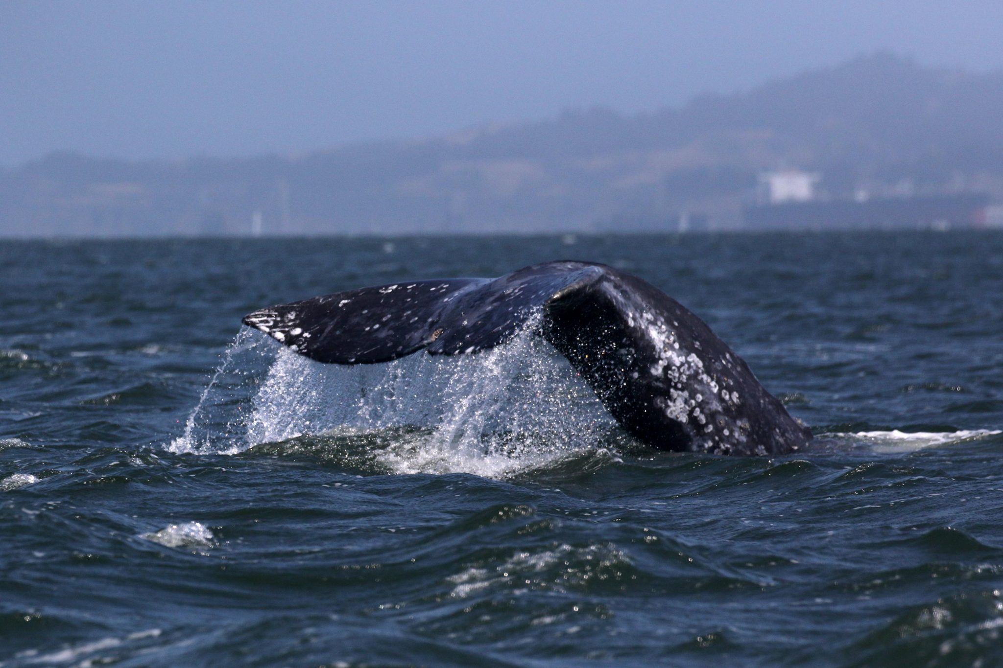 Fast ein Fünftel der Grauwale, die in die Bucht von San Francisco einströmen, sterben dort.
