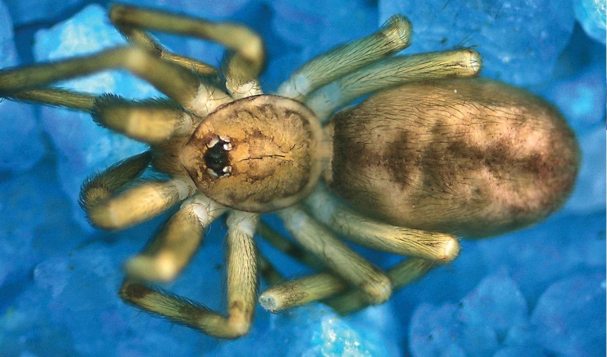 Wissenschaftler entdecken winnige Spinne, die Beute ihrer Größe jagt