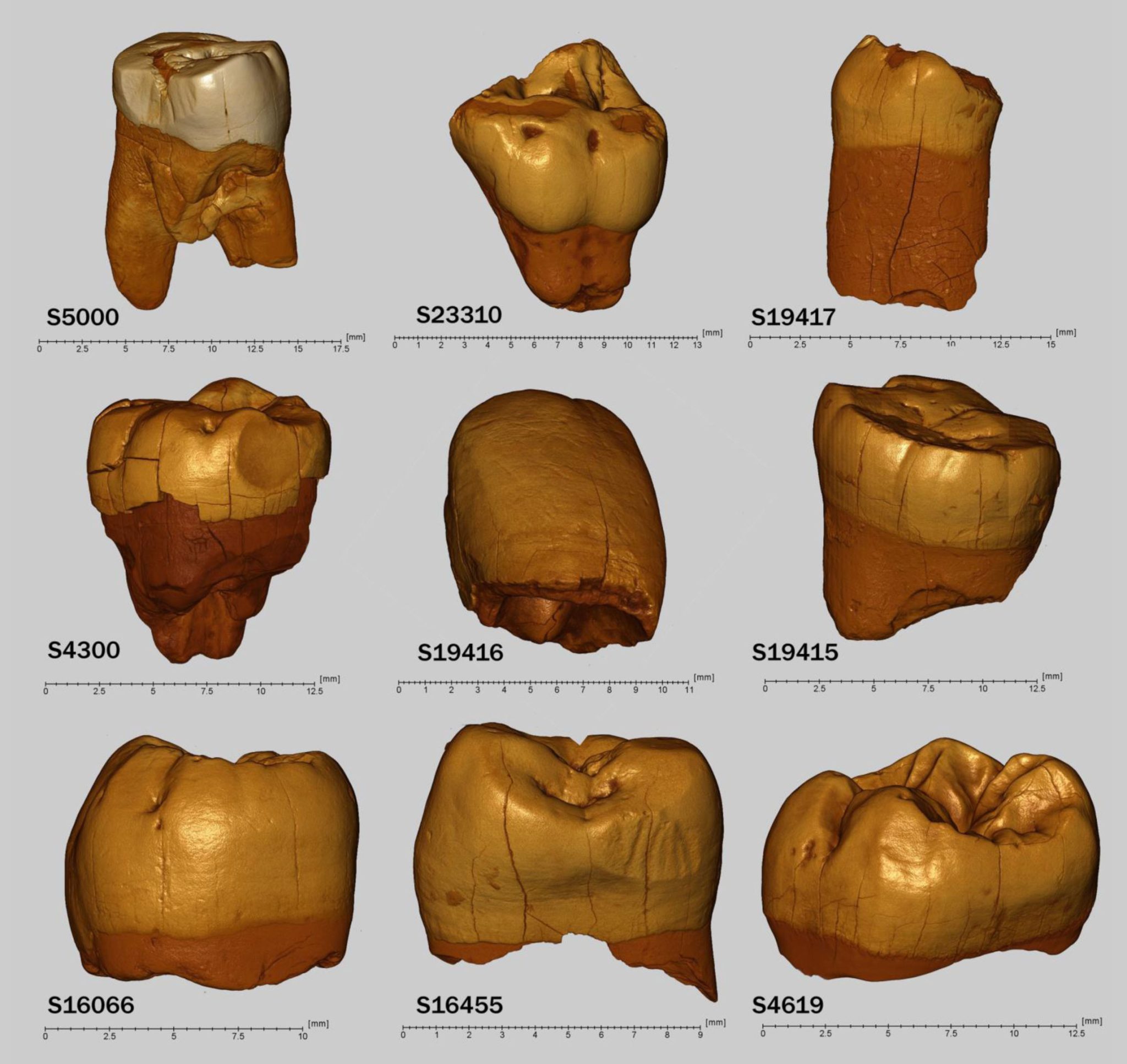 Neandertaler-Fossilien aus Polen von 100.000 Jahren alt enthüllen unerwartete genetische Verbindungen