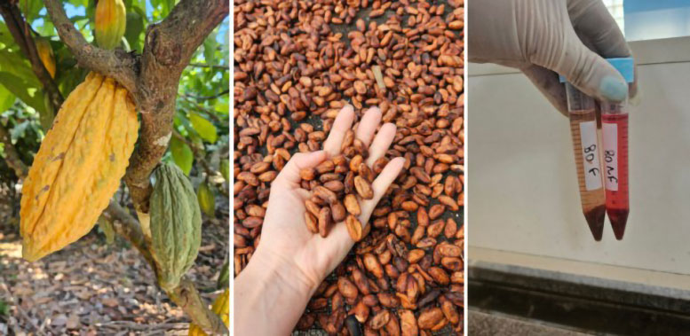 Amazonian Chocolate Could Become the Next Superfood, Scientists Say