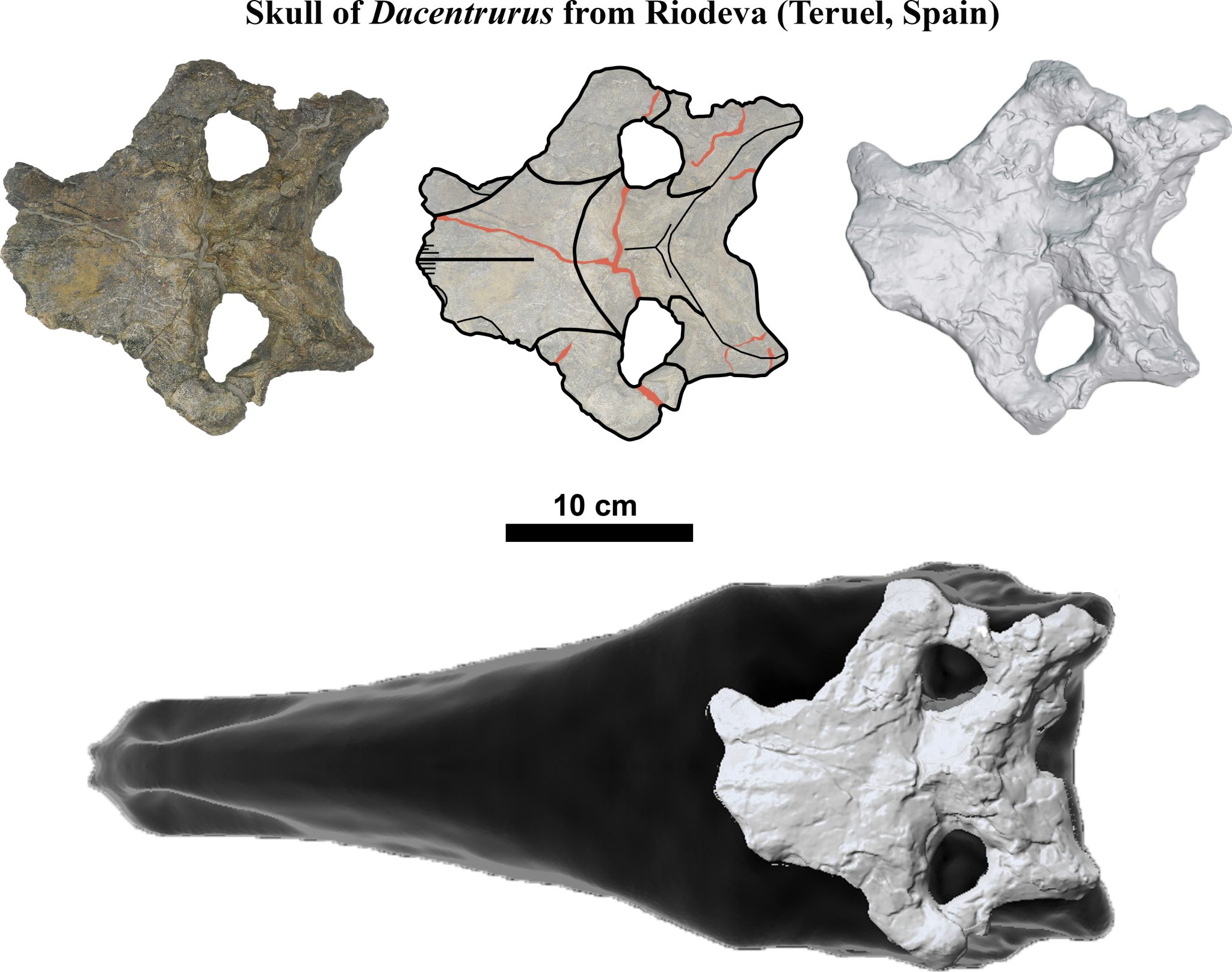 Entdeckung eines bemerkenswerten 150 Millionen Jahre alten Stegosaurierschädels: Neue Einblicke in die Dinosaurierevolution