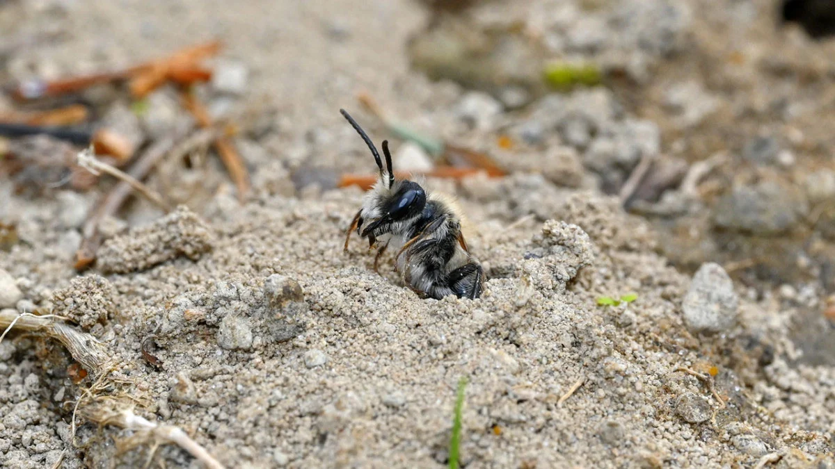 5,5 Millionen Bienen wurden unter einem New Yorker Friedhof entdeckt