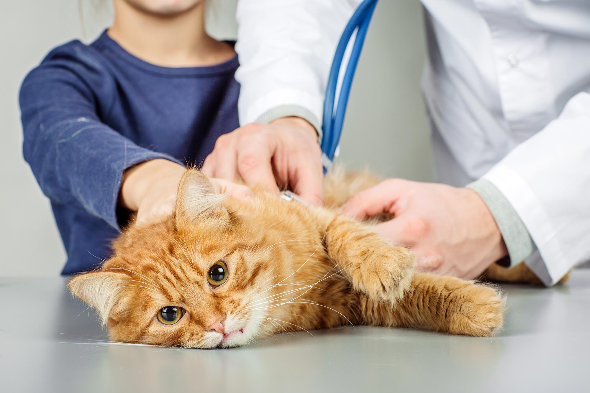 Katzen: Einzigartige Nierenchemie gefährdet die Gesundheit