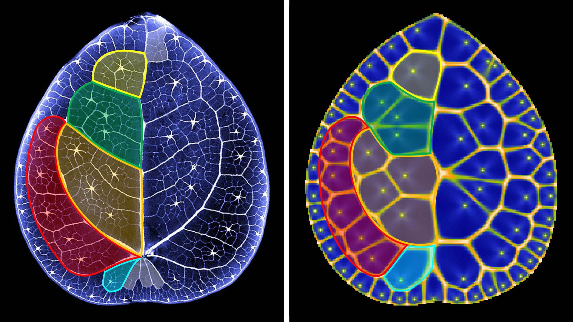 Geheimnisvolle Geometrie: Wie die Zimmerpflanze Monstera ihre Blätter formt