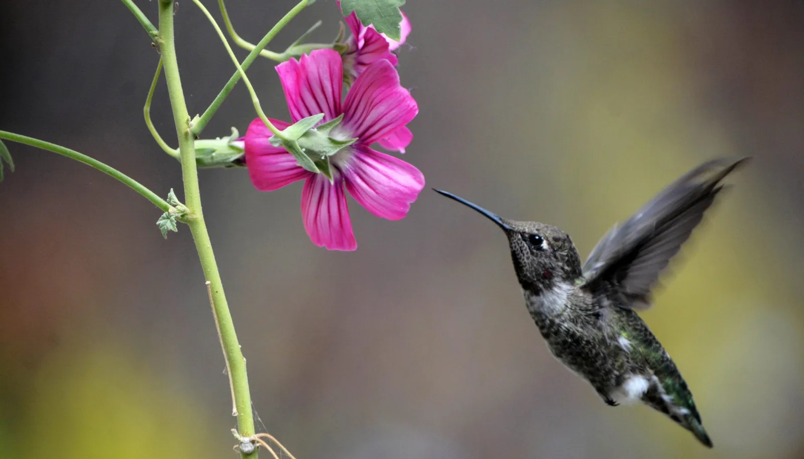 Bienen und Vögel trinken Alkohol aus Blüten