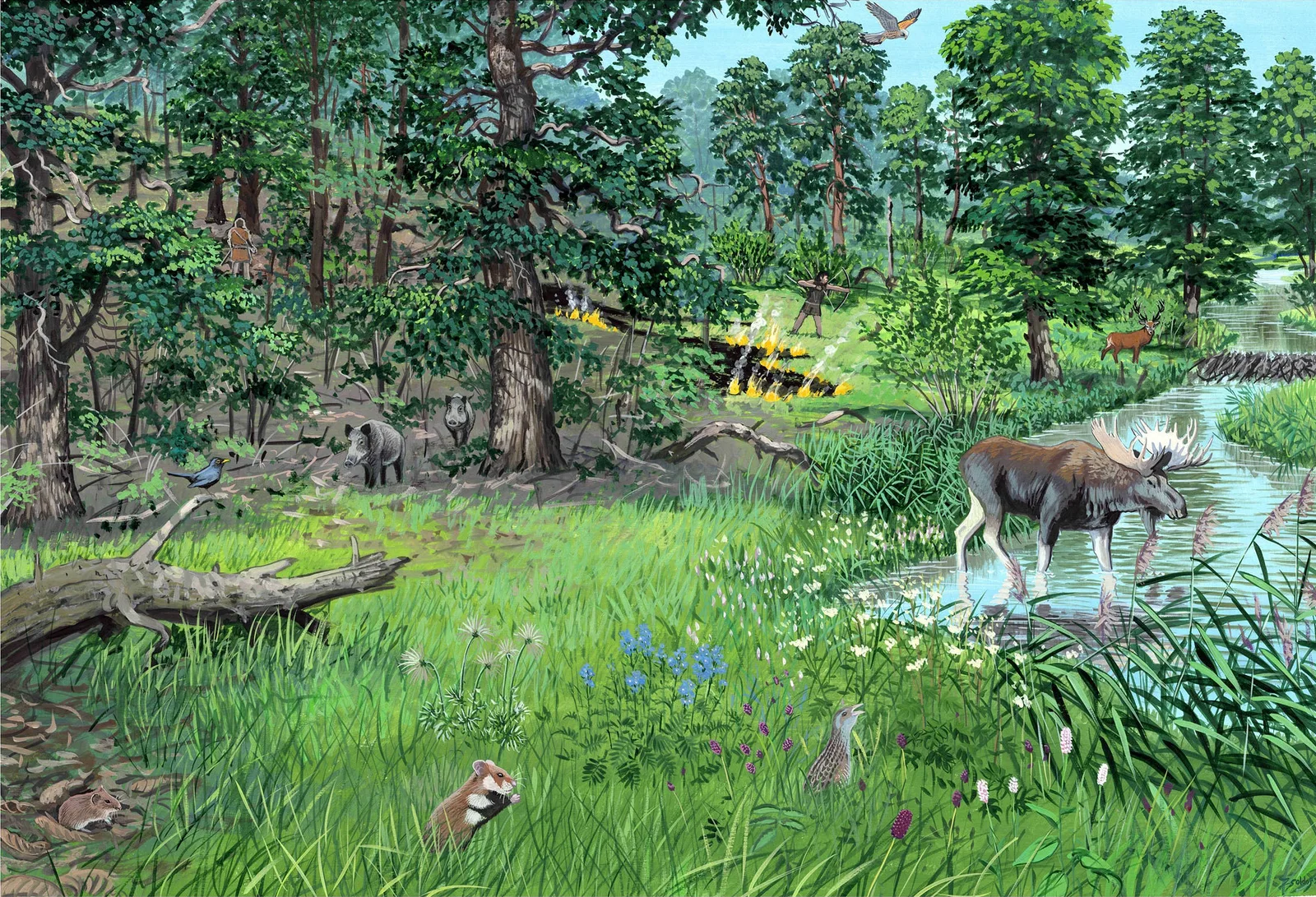 Neues 20-Millionen-Jahre-Studie widerlegt Mythos: Europa war nie ein riesiger dunkler Wald