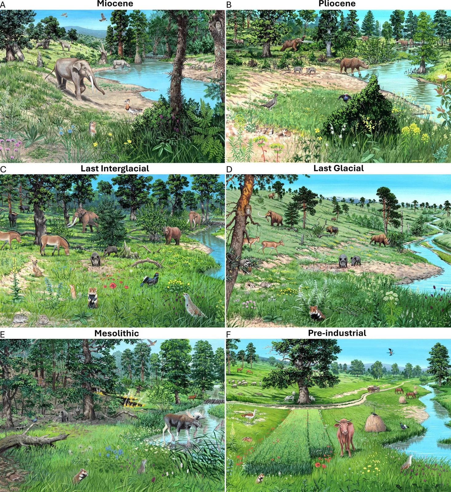 Neues 20-Millionen-Jahre-Studie widerlegt Mythos: Europa war nie ein riesiger dunkler Wald