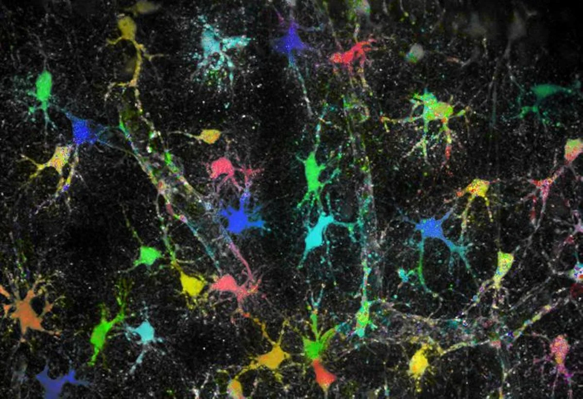 Astrocyte Sodium Levels Vary to Match Local Synaptic Needs