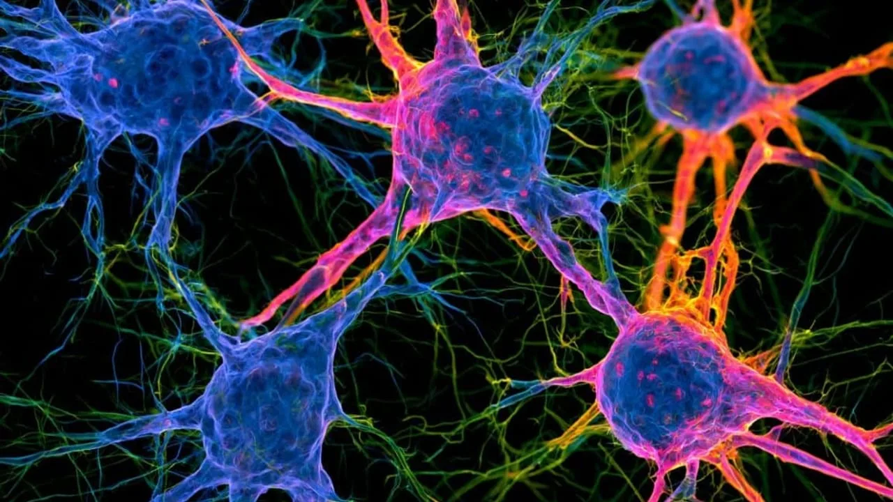 Genetische Interventionen senken Alzheimer-Risiko: Neue Methode unterbricht Entzündungsprozesse im Gehirn
