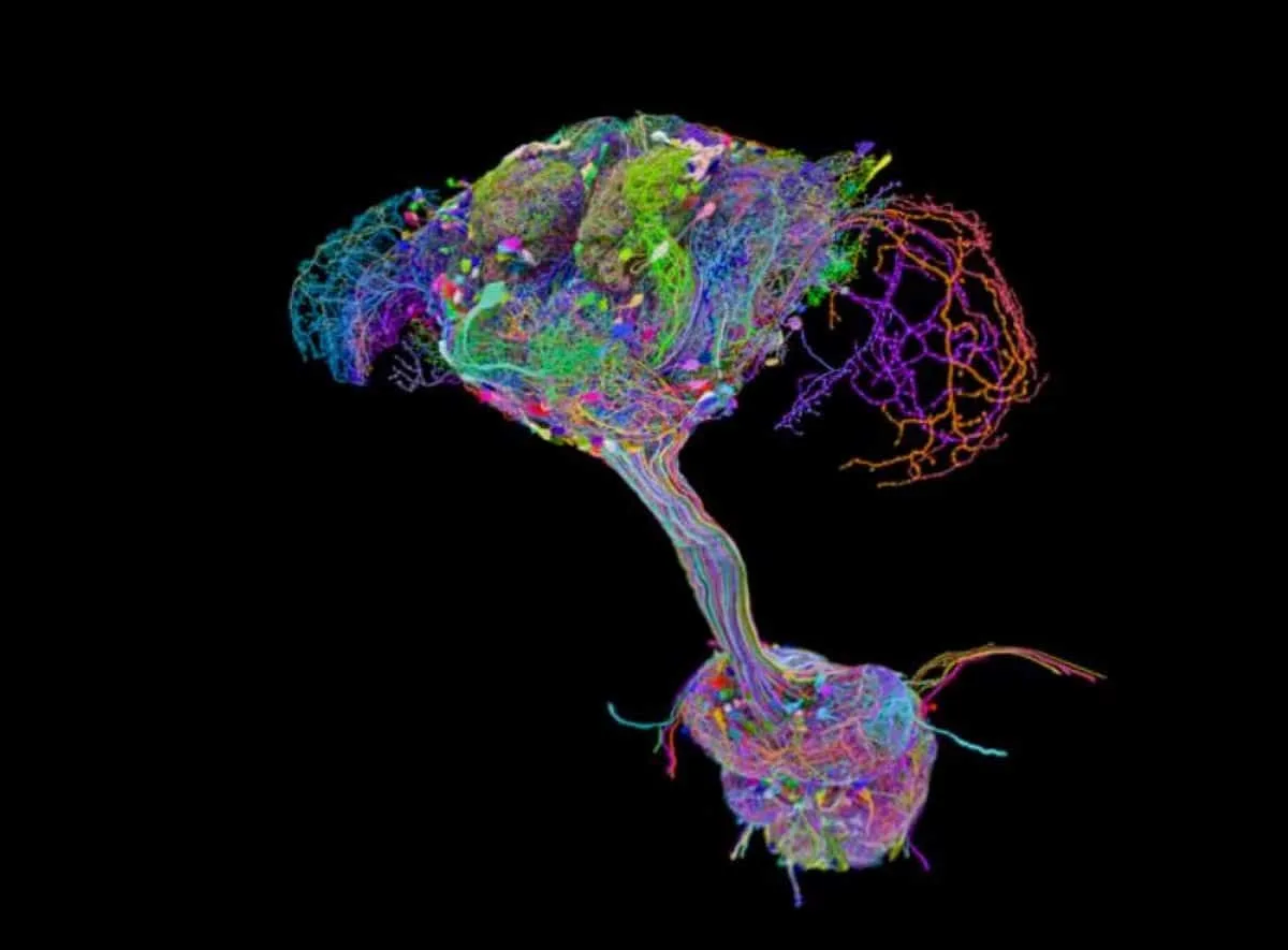 Complete Drosophila Nervous System Mapped