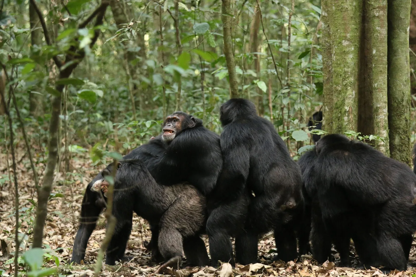 Größte bekannte Wildschimpansen-Community zerfällt nach Jahrzehnten der Einheit