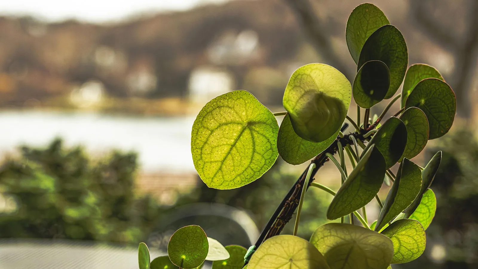 Geheimnisvolle Geometrie: Wie die Zimmerpflanze Monstera ihre Blätter formt