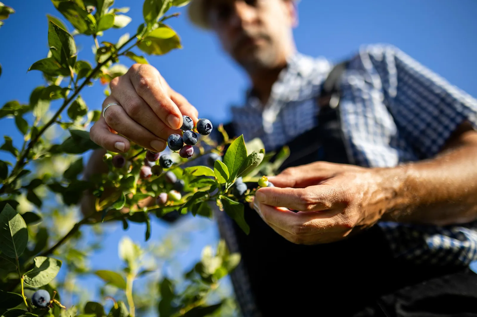 Gelöst: Das jahrzehntelange Geheimnis unter den Heidelbeerplantagen in North Carolina enthüllt