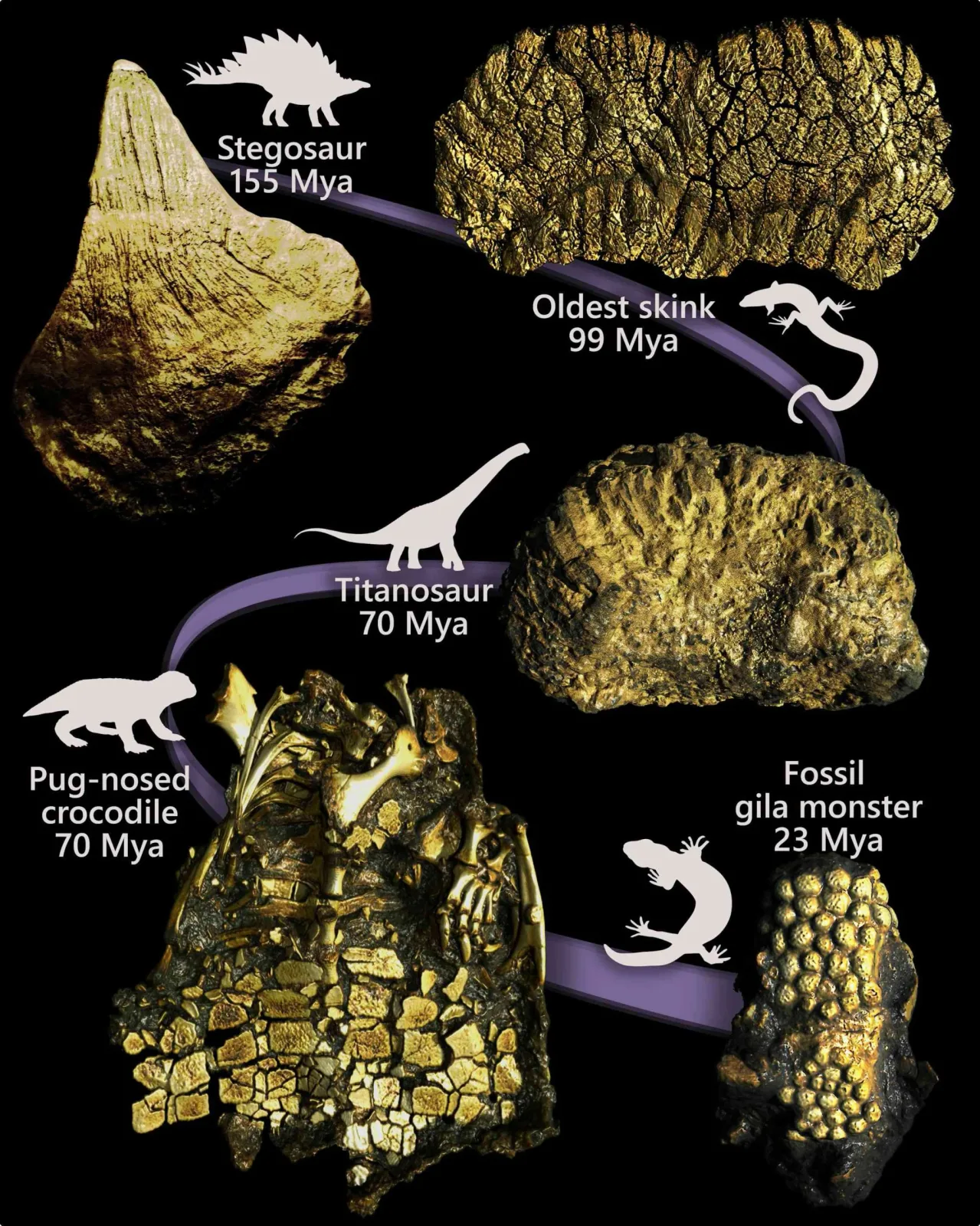 Wissenschaftler lösen 320 Millionen Jahre altes Rätsel der Reptilienpanzerung