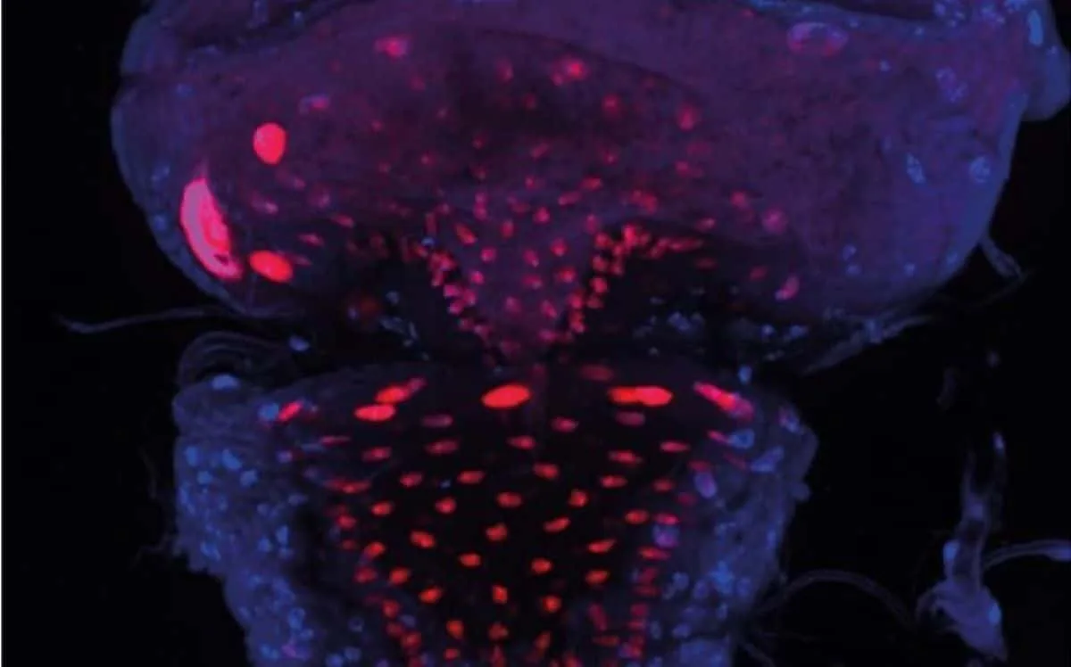 Gut Blockage Linked to Prolonged Sleep and Food Avoidance