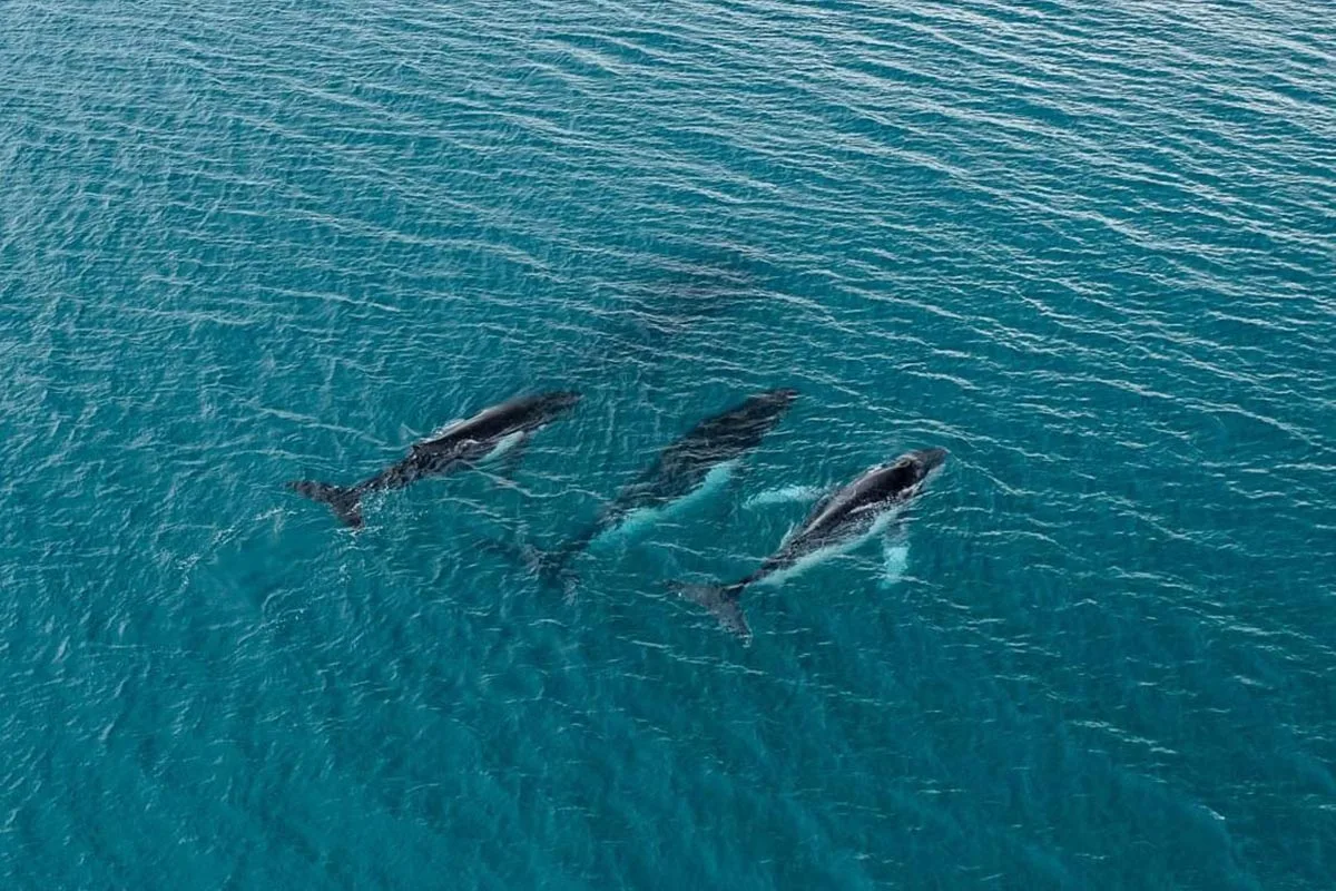 Walross beeindruckt Wissenschaftler mit 15.000-Kilometer-Ozeanreise
