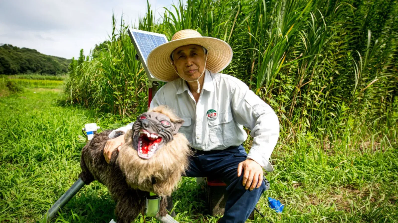 Japan kämpft mit Wolf-Robot-Mangel bei steigenden Bärenangriffen